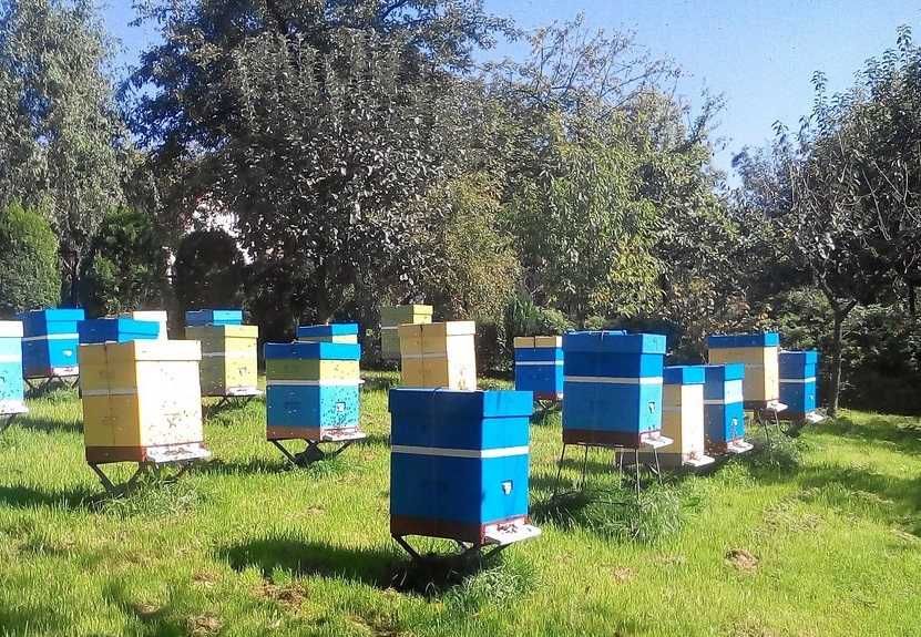 Odkłady, pszczoły, rodziny pszczele 380 zł  -  sezon 2024
