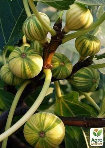 Саженцы экзотических растений (хурма, инжир, киви, гранат)