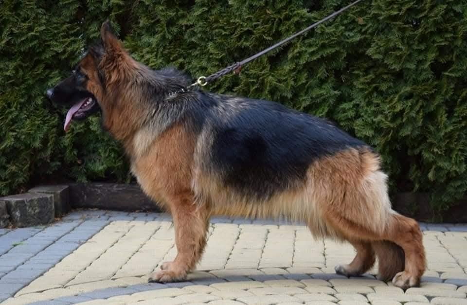 Owczarek niemiecki