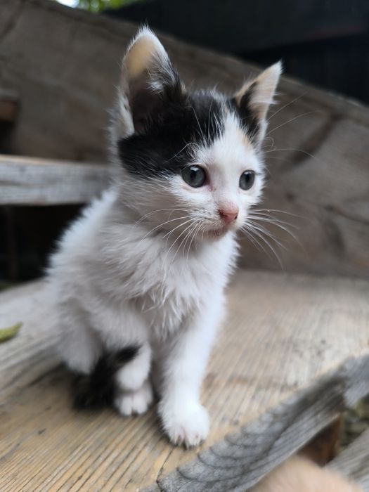 Кошеня дівчинка шукає домівку