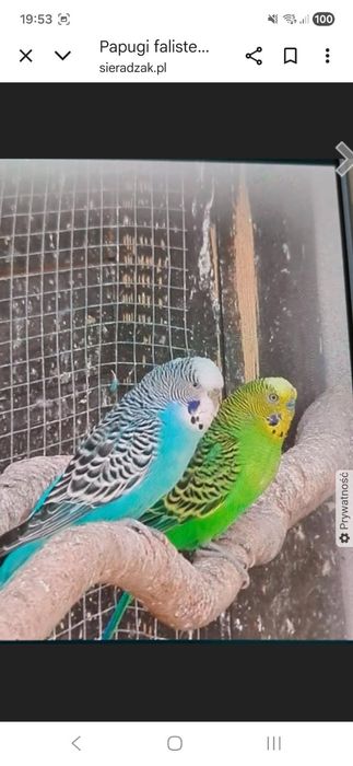 Papugi faliste ..