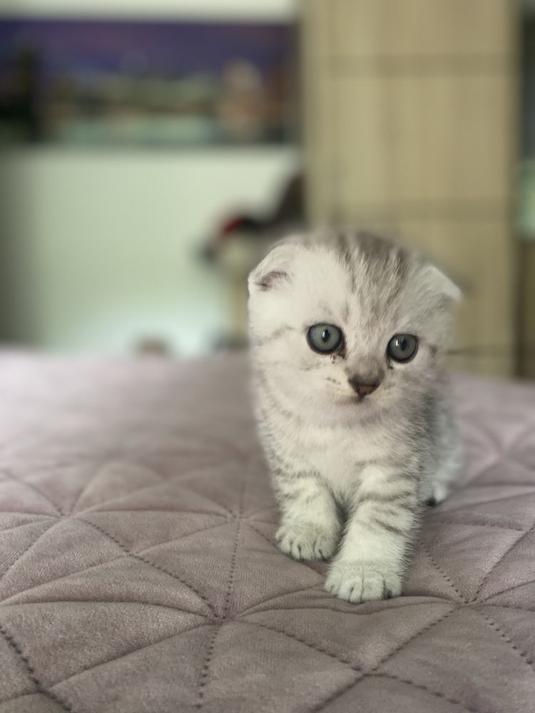 Szkocki kocurek Scottish Fold