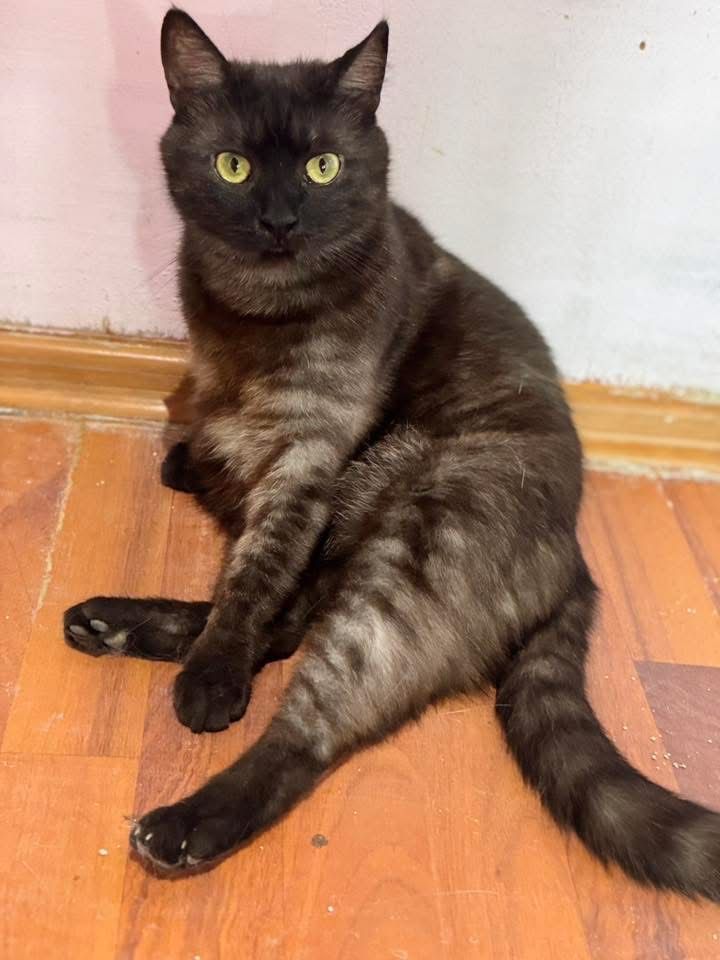 Marta do adopcji szuka domu
