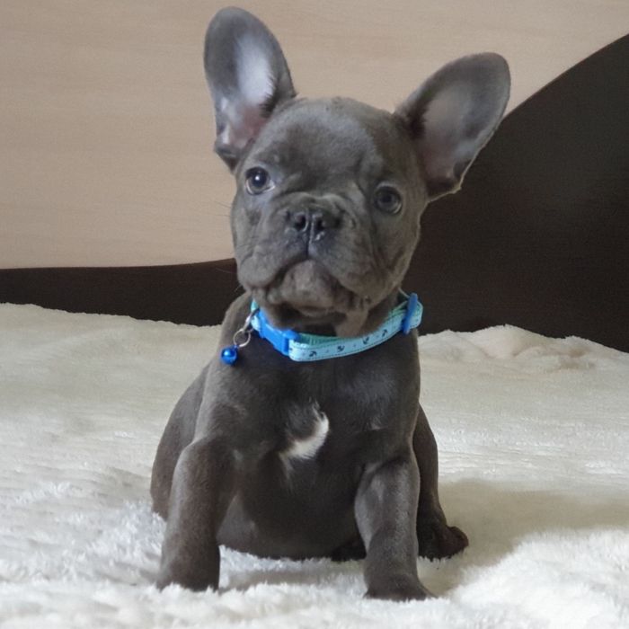 Весёлые генные французики