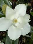 Magnolia grandiflora EDITH BOGUE kremowa UNIKAT 5 l