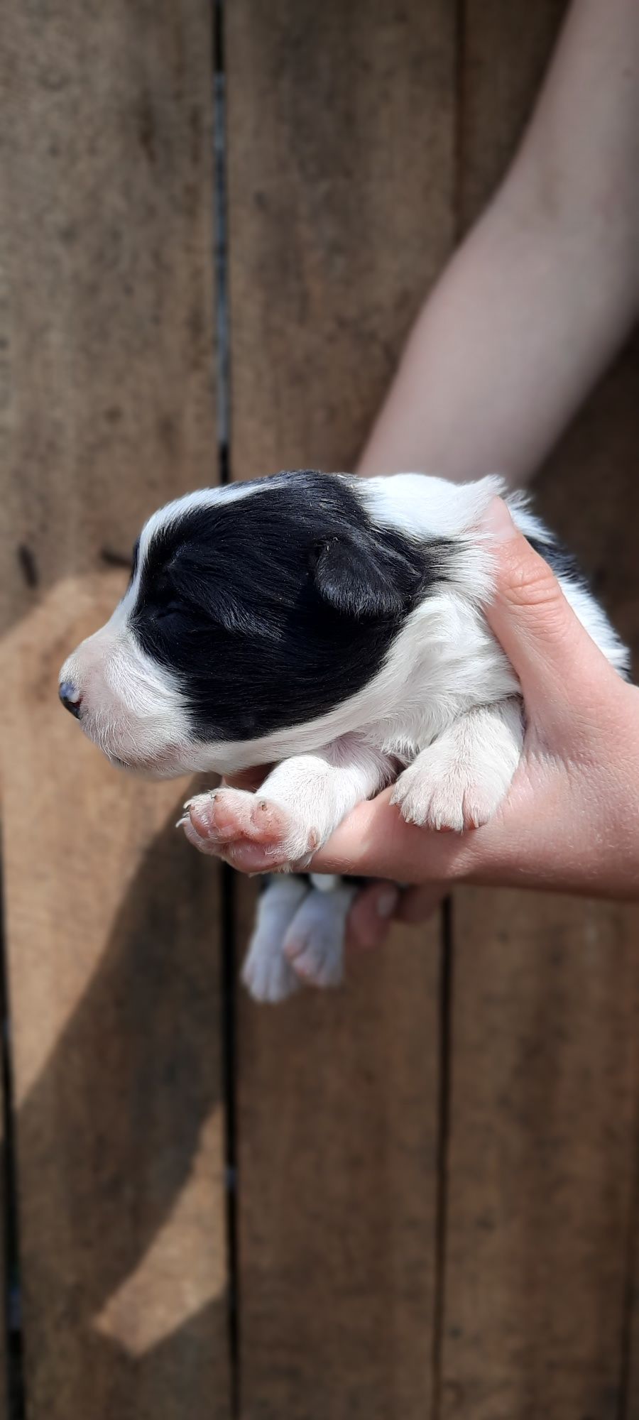 Border collie,  suczka