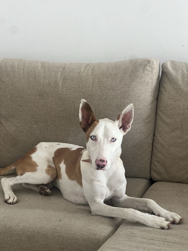Dobermann cao para vender