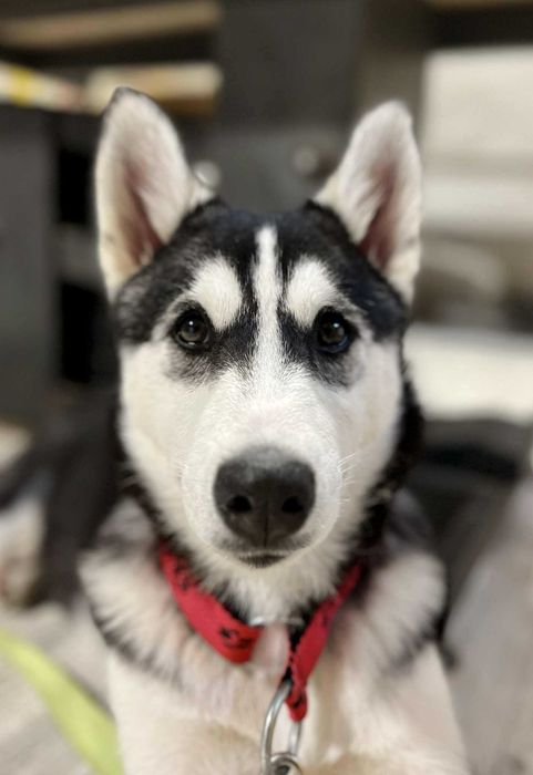 Siberian Husky rod FCI doskonała socjalizacja, dla rodziny i do pracy