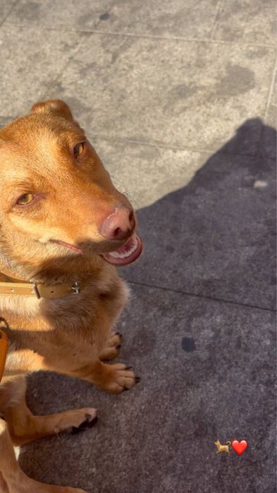 Cão caramelo para adoção