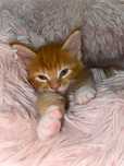 Maine Coon kociaki
