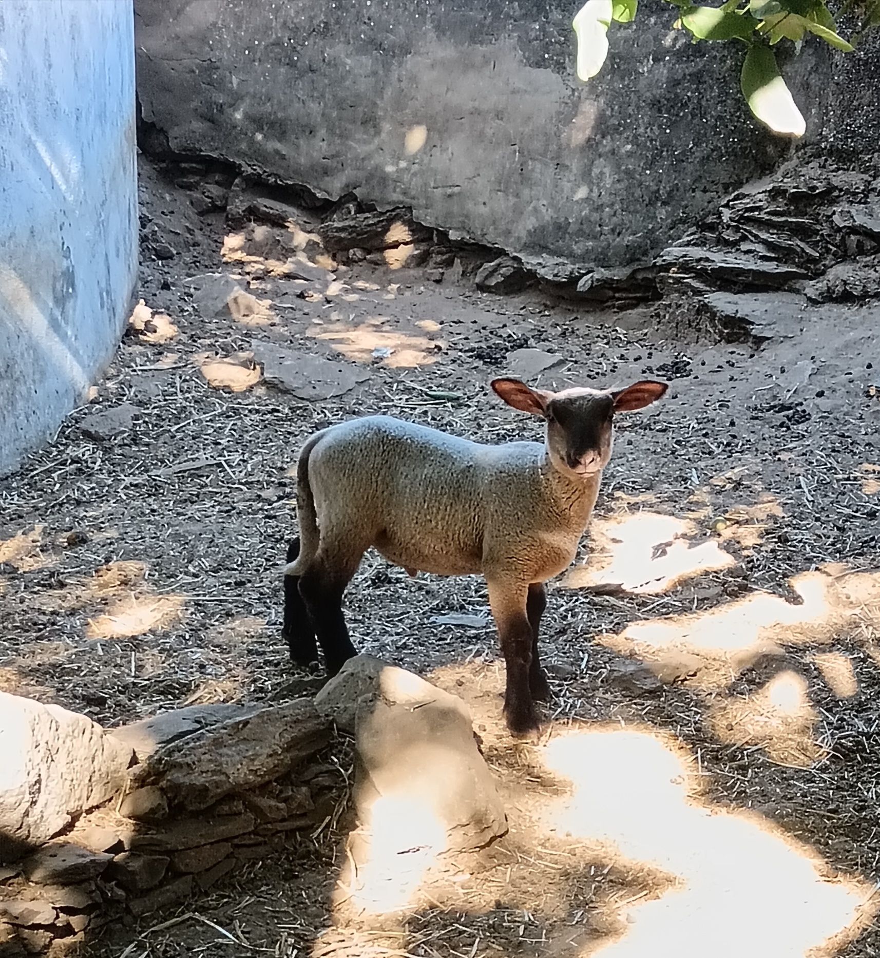 Borregos F1 Gêmeos