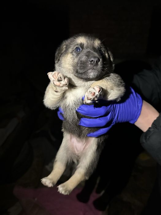 Їх до неділі треба забрати звідти