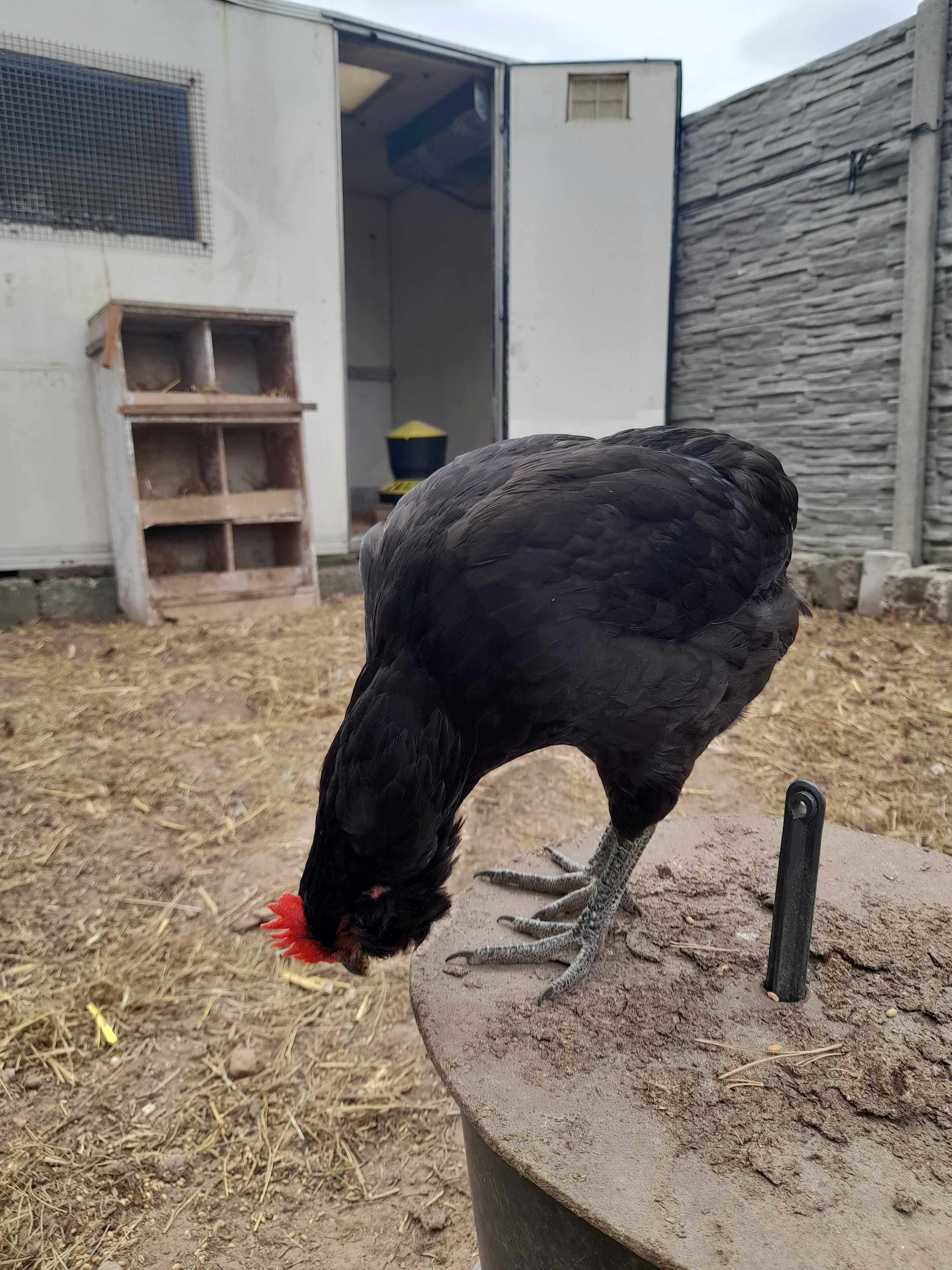 Araucana koguty czerwiec 2023