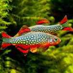 Razbora Galaxy  / Danio perłowy. Cetarius