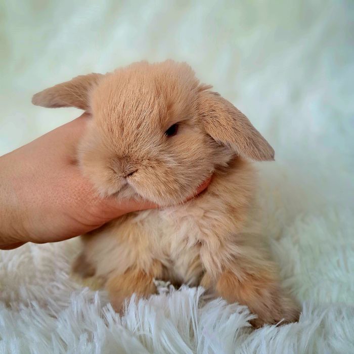 Króliki królik mini lop miniaturki z dokumentacją