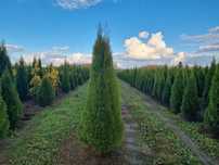 Tuja szmaragd 200 cm, żywotnik zachodni ,,smaragd", Thuja occidentalis