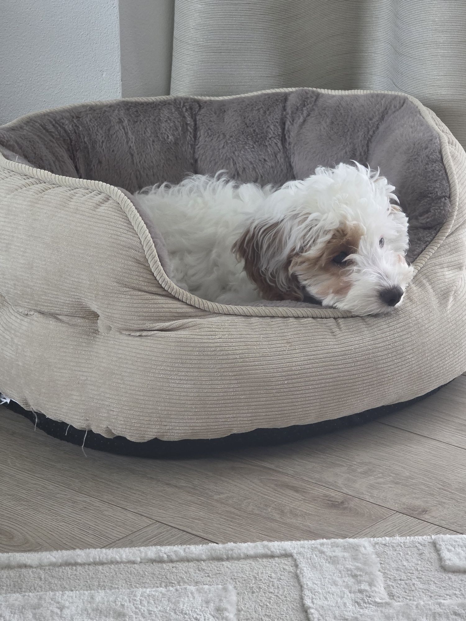 Maltipoo  piesek