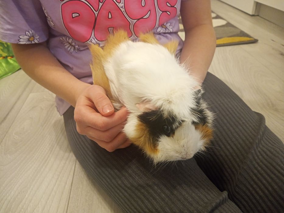 Świnki morskie z  klatką