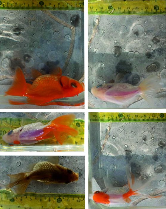 Золота рибка , вуалехвост 10см, пересилаю