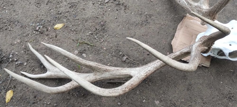 Piekny wieniec jelenia poroże trofeum rogi