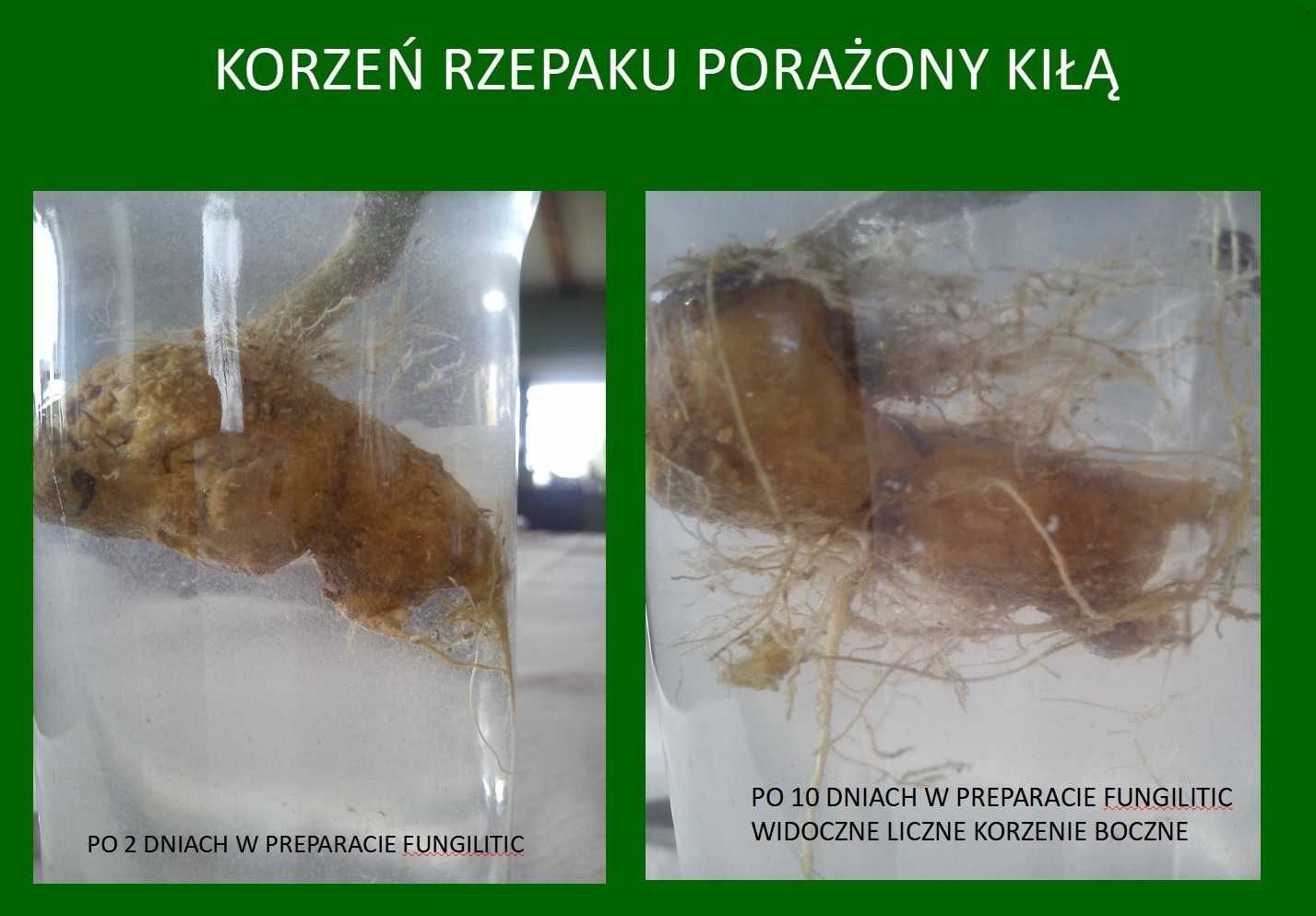 FUNGILITIC - Fusarium, nicienie, kiła kapustnych, zgnilizna cebuli