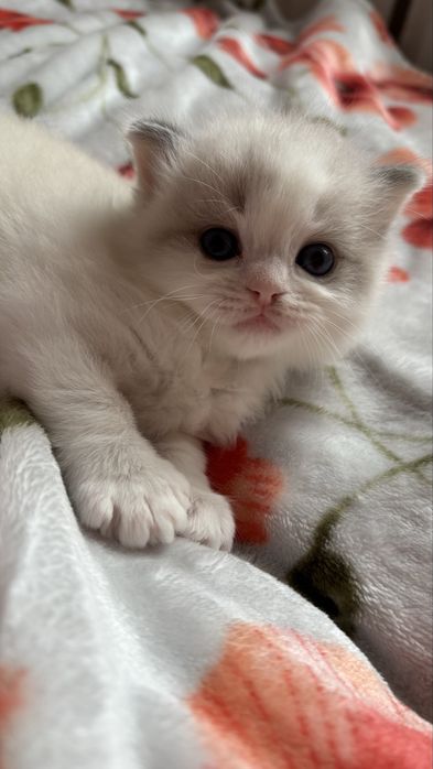 kocięta ragdoll SMK Jedynka/FPL/FIFe