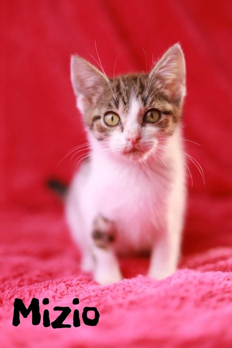 Małe kudłate kuleczki,  kotki i koteczki szukają domu