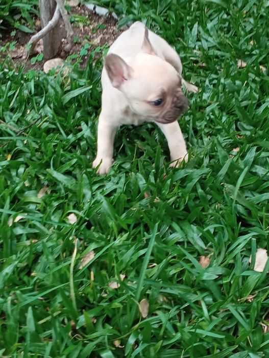 Bulldog Francês fêmea disponível
