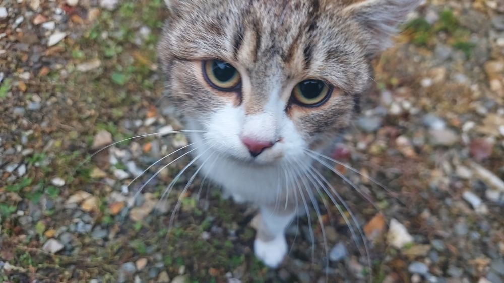 Oddam kotka z maja tego roku.