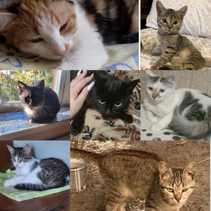 Котята бесплатно. Котенок даром. Кот. Кошка. СРОЧНО