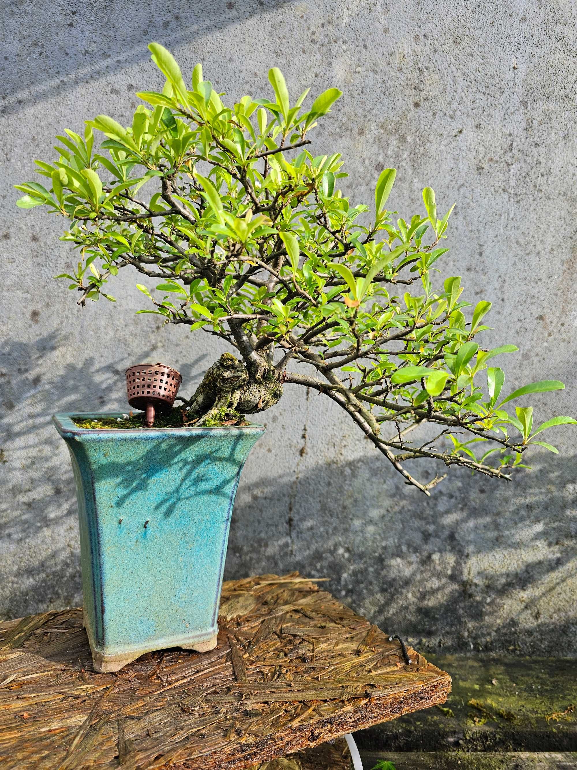 Bonsai pyracantha