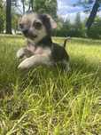 Abel przekochany malutki chlopiec chihuahua