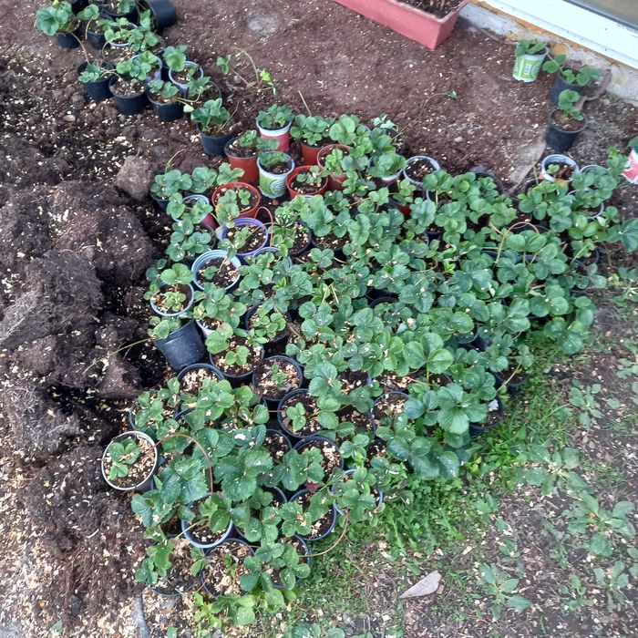 Truskawki w doniczkach