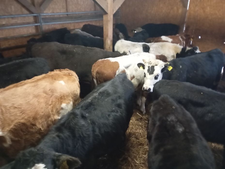 Byczki odsatki byczki