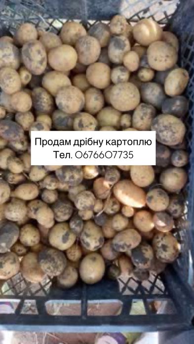 Продам дрібну картоплю