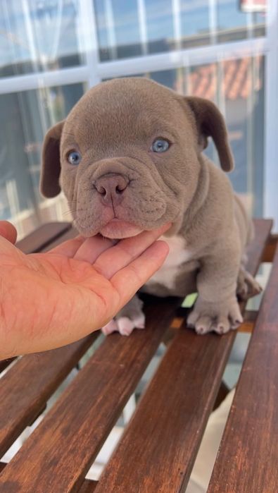 American Bully Micro Chocolate – Linhagem 2xCrow Importada