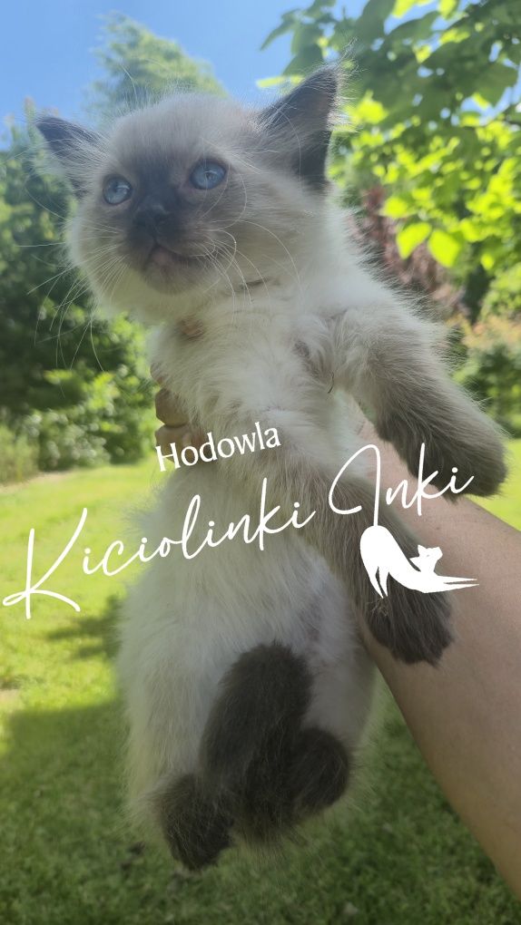 Kocurek Ragdoll FPL- gotowy do zmiany domku