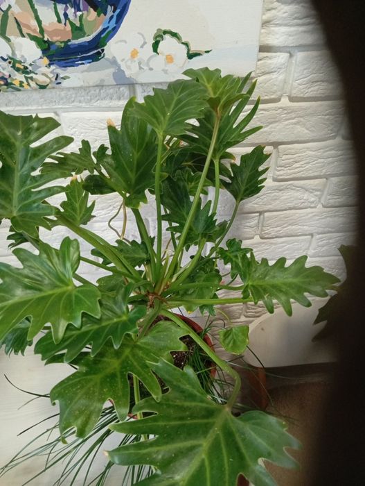 Продаж кімнатних рослин