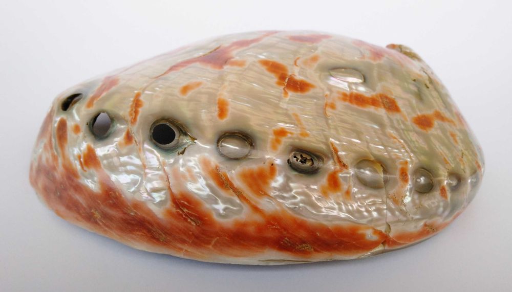 Concha natural Abalone Paua vintage