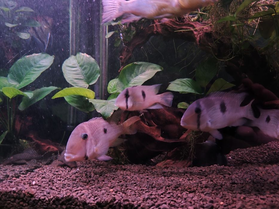 Trio Guianacaras Dacrya