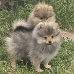 Pomeranian szpic miniaturowy