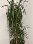 Piękna Wysoka Dracena