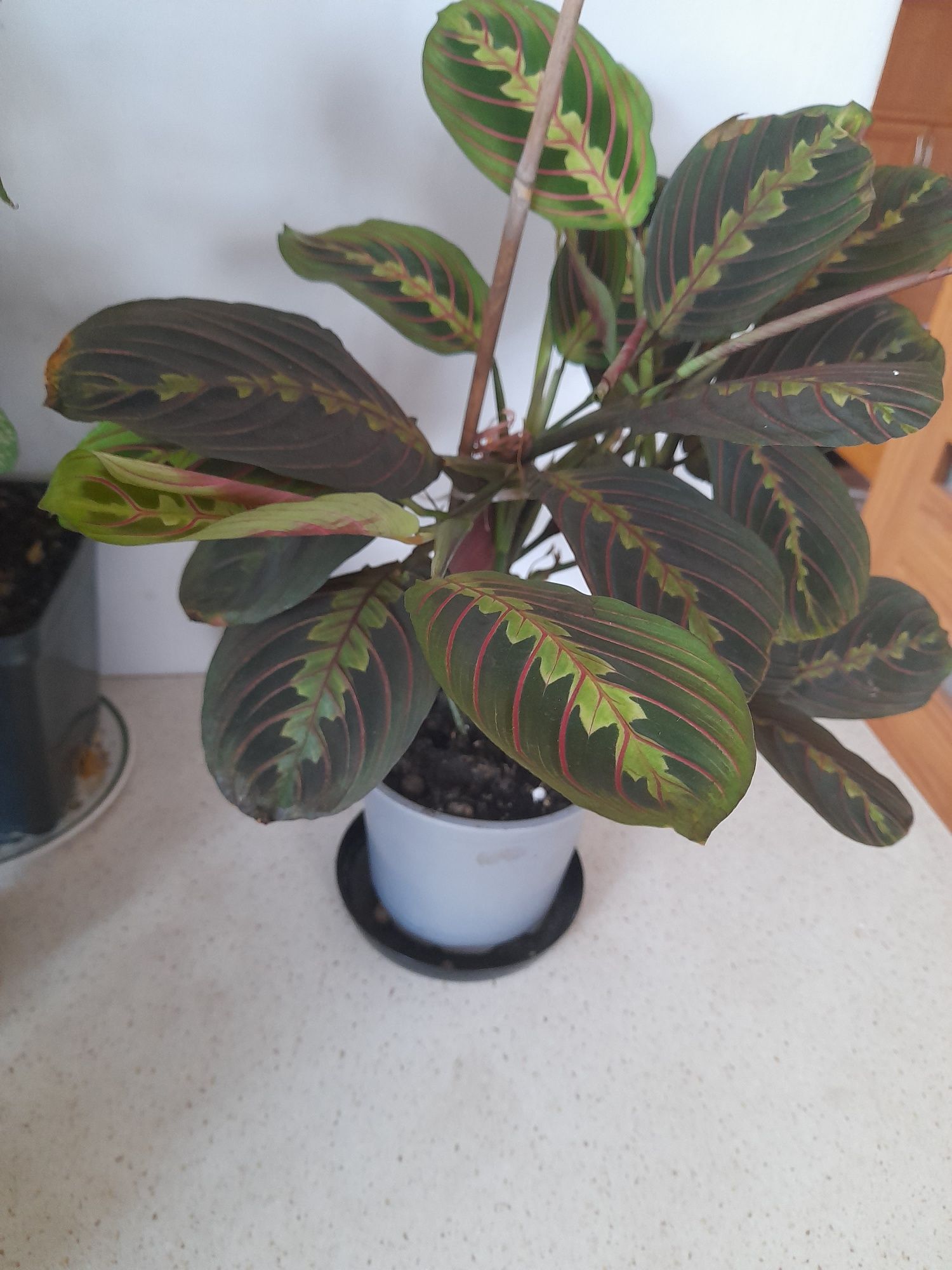 Maranta Fascinator