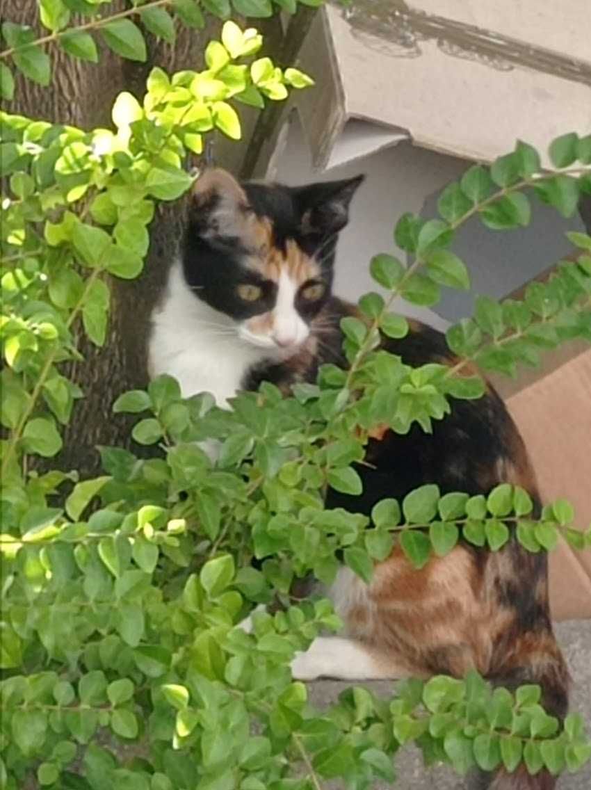 Gatinhos para adopção cuidada
