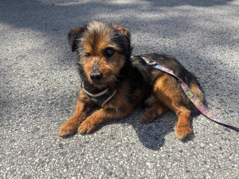 GUCIO niezwykły piesek dla seniora , osoby spokojnej. Niekłopotliwy.