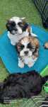 Shih Tzu  czeka tak właśnie na ciebie