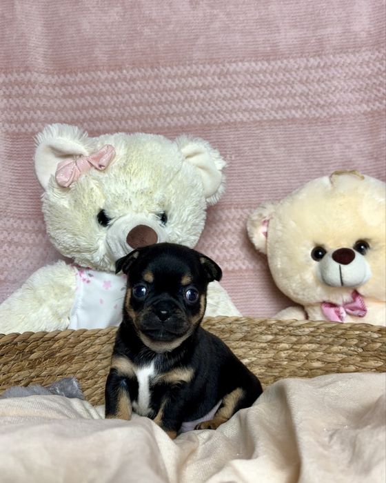 Mini Cudowny Piesek Chihuahua Rodowód