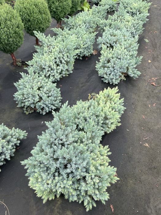 Хвойні рослини для ландшафтного дизайну !!!