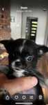 Chihuahua  piesek miniaturka FCI