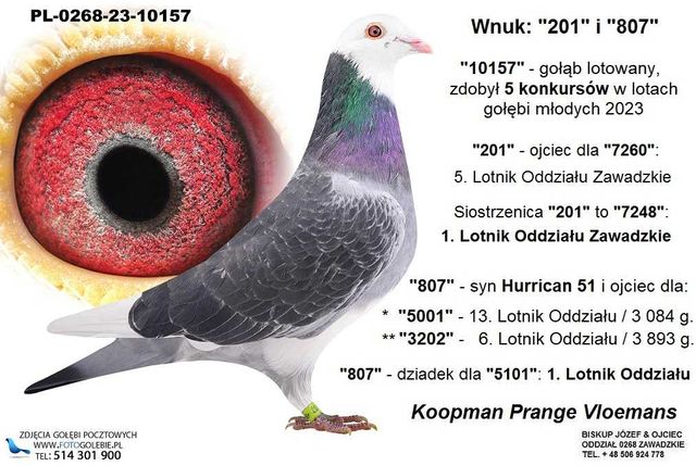 Gołąb pocztowy z linii Koopman Prange Vloemans - lotowany